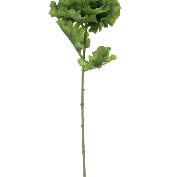 Cabbage Leaves Stem: Michaels