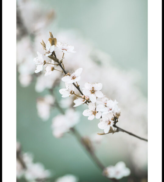 Spring Cherry Blossom Poster
