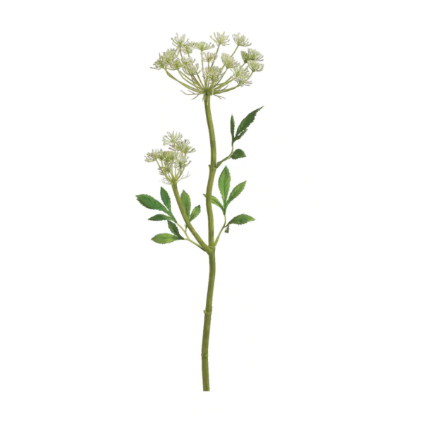 Queen Anne's Lace Flower Picks