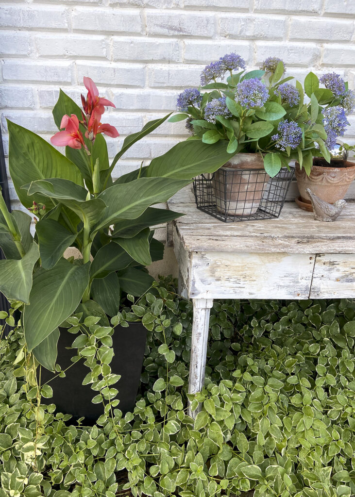 Real vs. Faux | Outdoor Plants