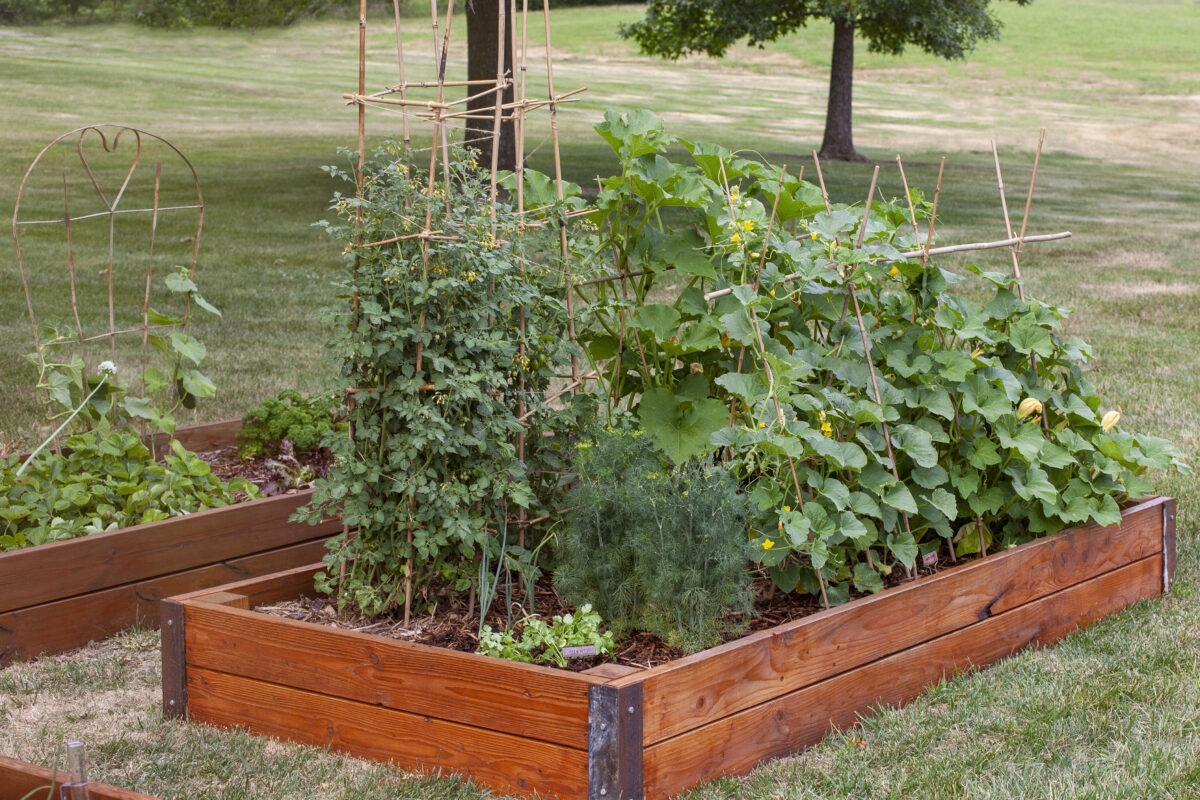 Backyard Vegetable Garden