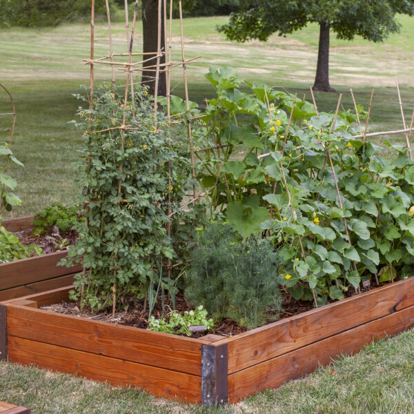 Backyard Vegetable Garden