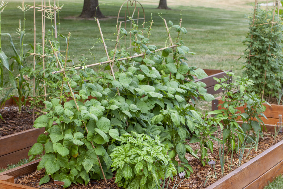 Finished Raised Garden Beds