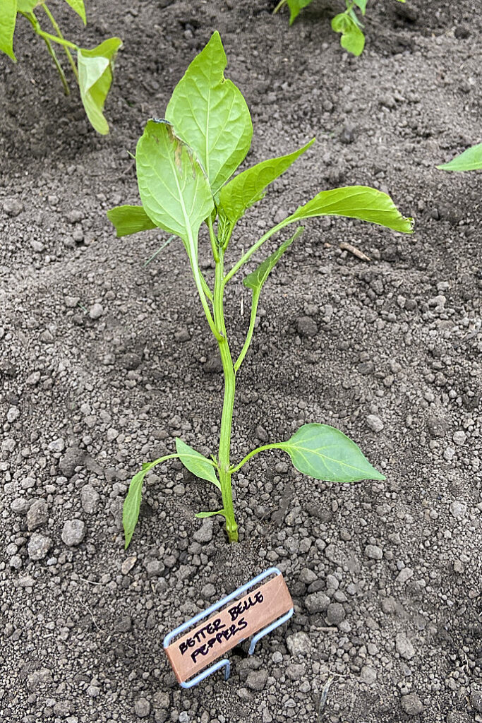 Garden Markers