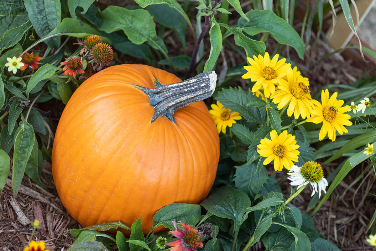 Fall Garden