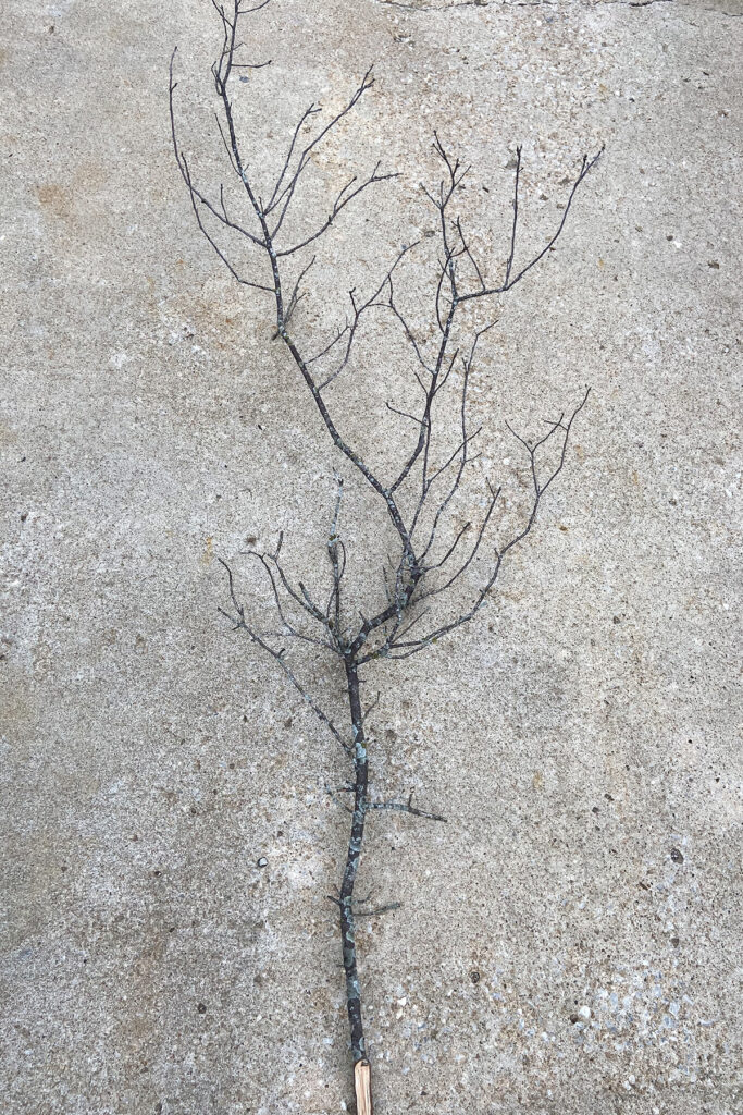 DIY Faux Fall Tree Branch