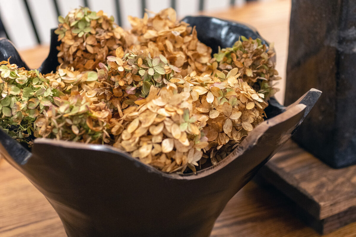 Dried Hydrangeas