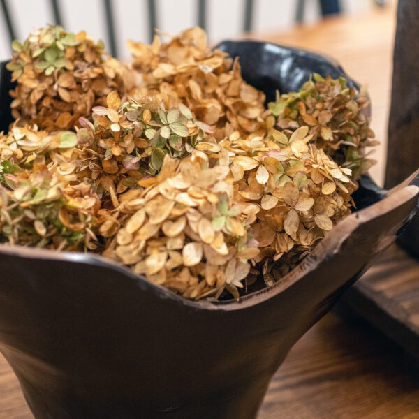 Dried Hydrangeas