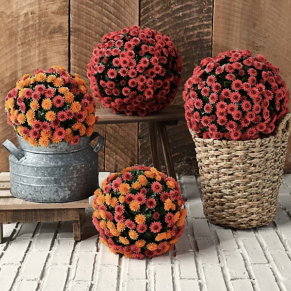 Faux Fall Mums