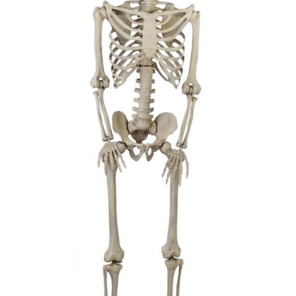 5' LED Poseable Skeleton