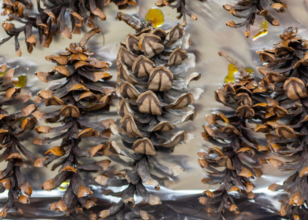 Drying Pinecones Tutorial