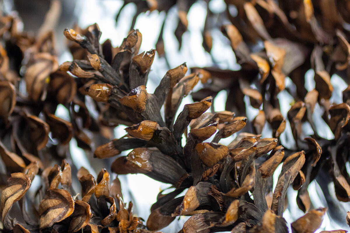How to Dry Pinecones for Decor