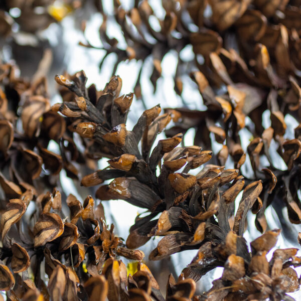 How to Dry Pinecones for Decor