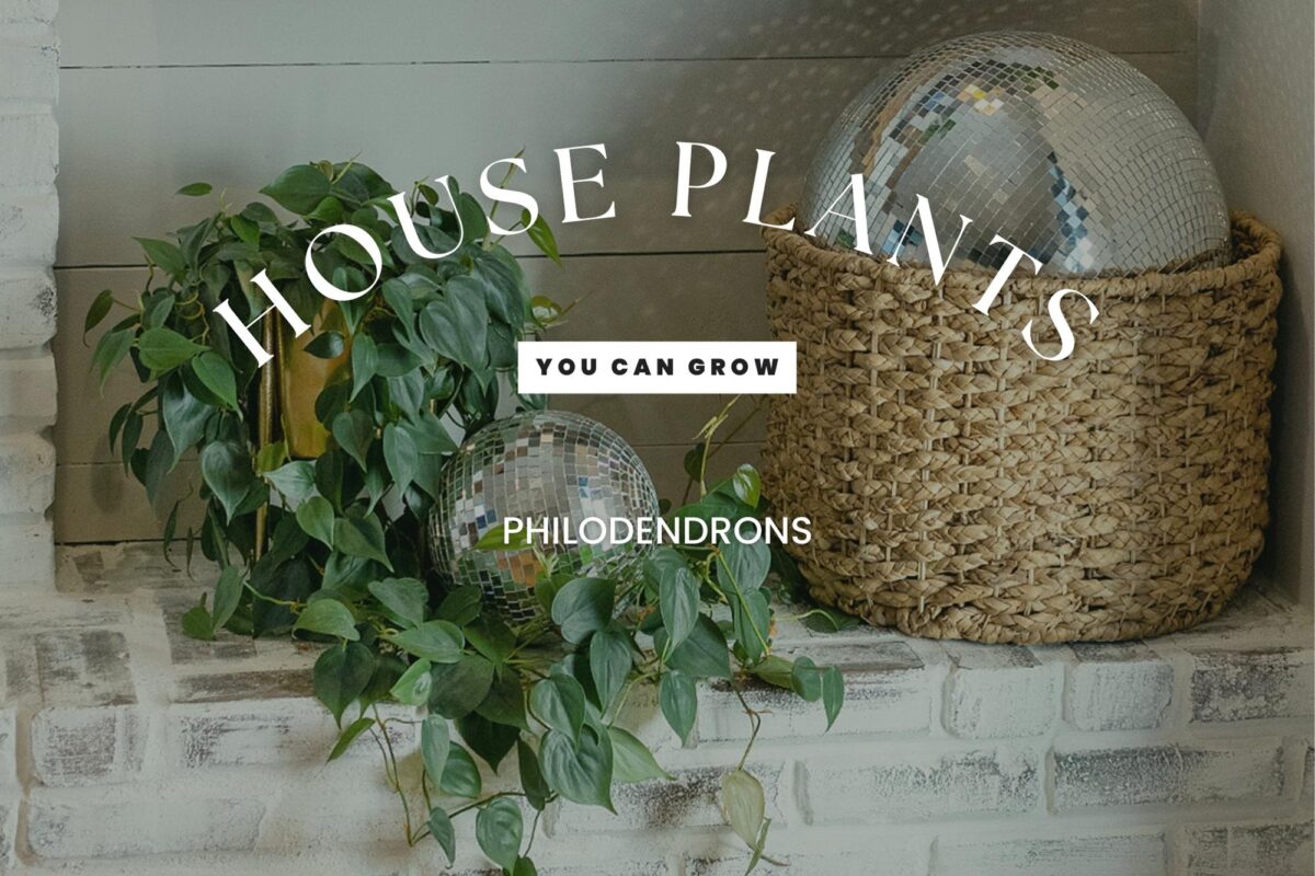 House Plants: Philodendron