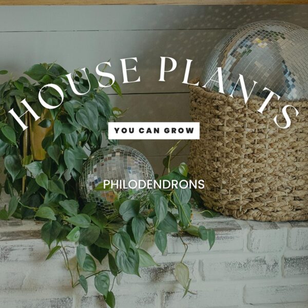 House Plants: Philodendron