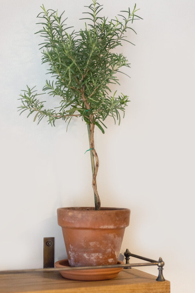 Kitchen Shelves Rosemary