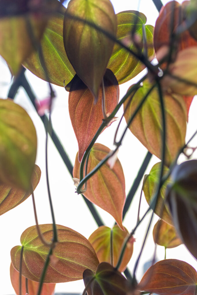 Philodendron Micans Leaf Color