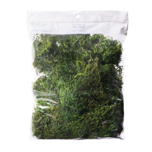 Preserved Forest Moss