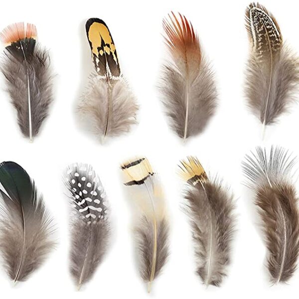 Assorted Feathers