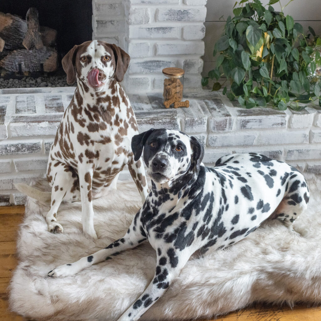 Daisy & Emmie Dalmatians Homemade Dog Treats