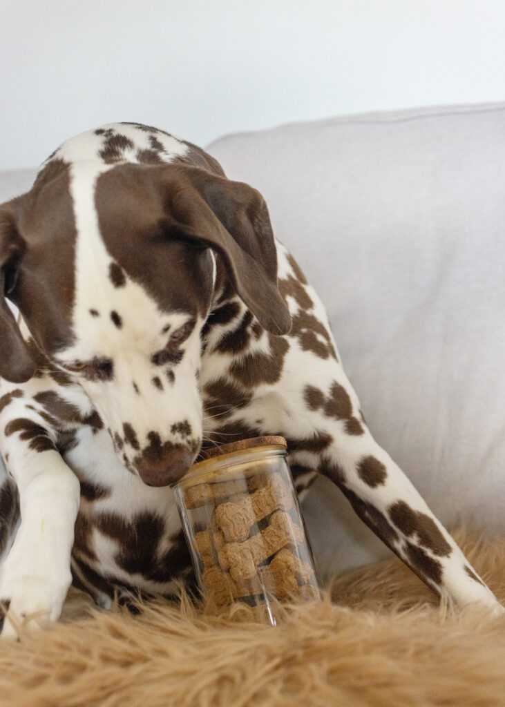 Homemade Dog Treats Puppy Approved