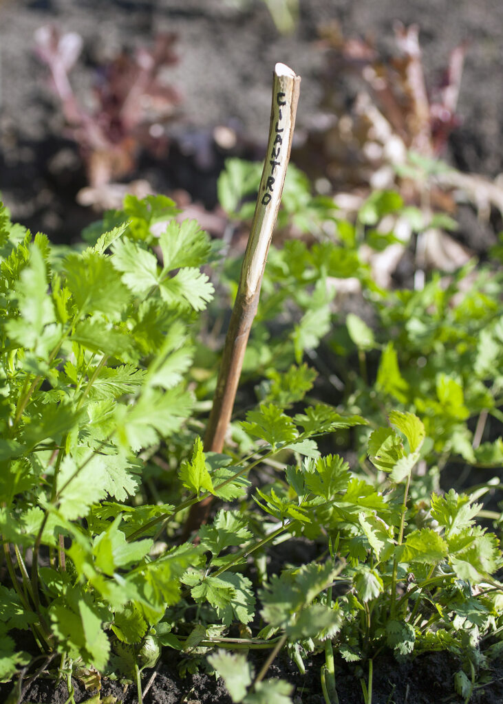 Stick Garden Plant Marker