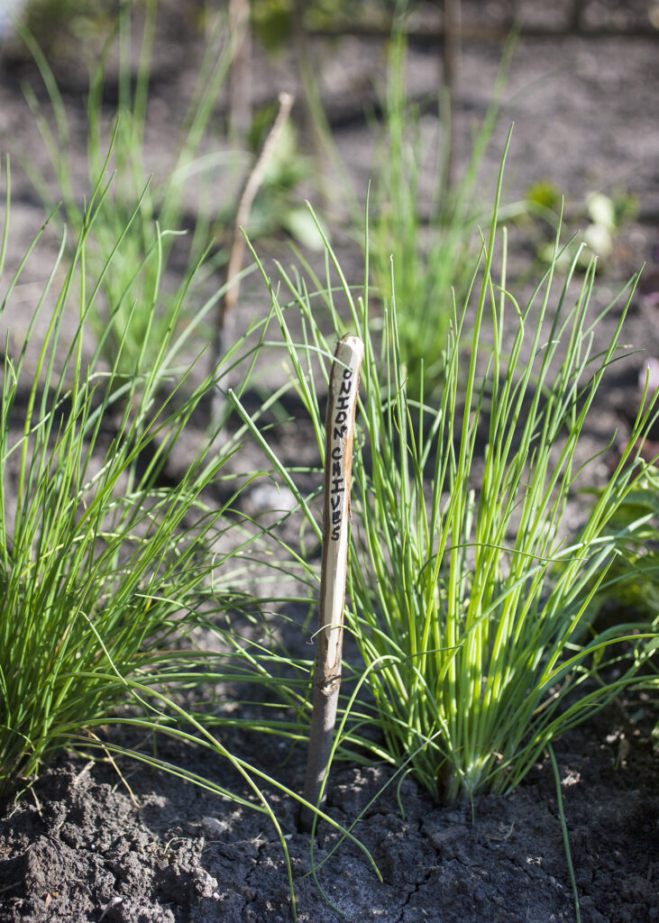 DIY Stick Garden Plant Marker