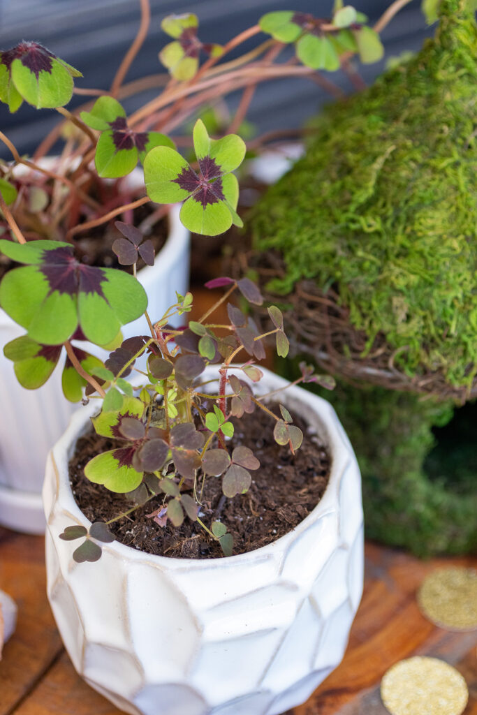 St. Patrick's Shamrock Plants