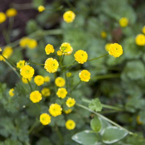 ChristyB: Old House Flowers