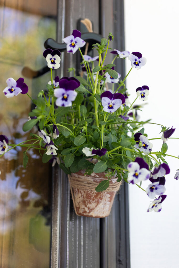 May Day Pansies