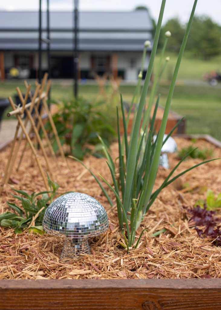 Disco Mushroom Garden