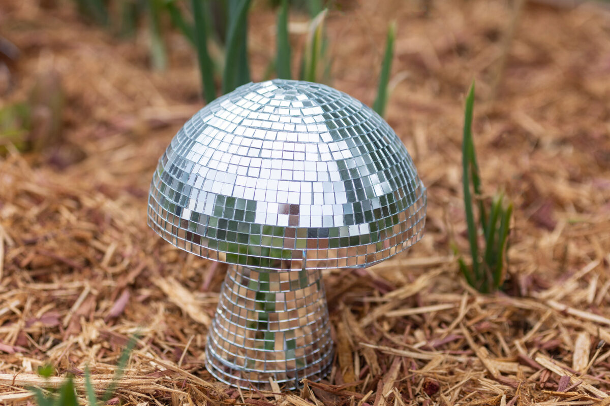 Garden Disco Mushrooms