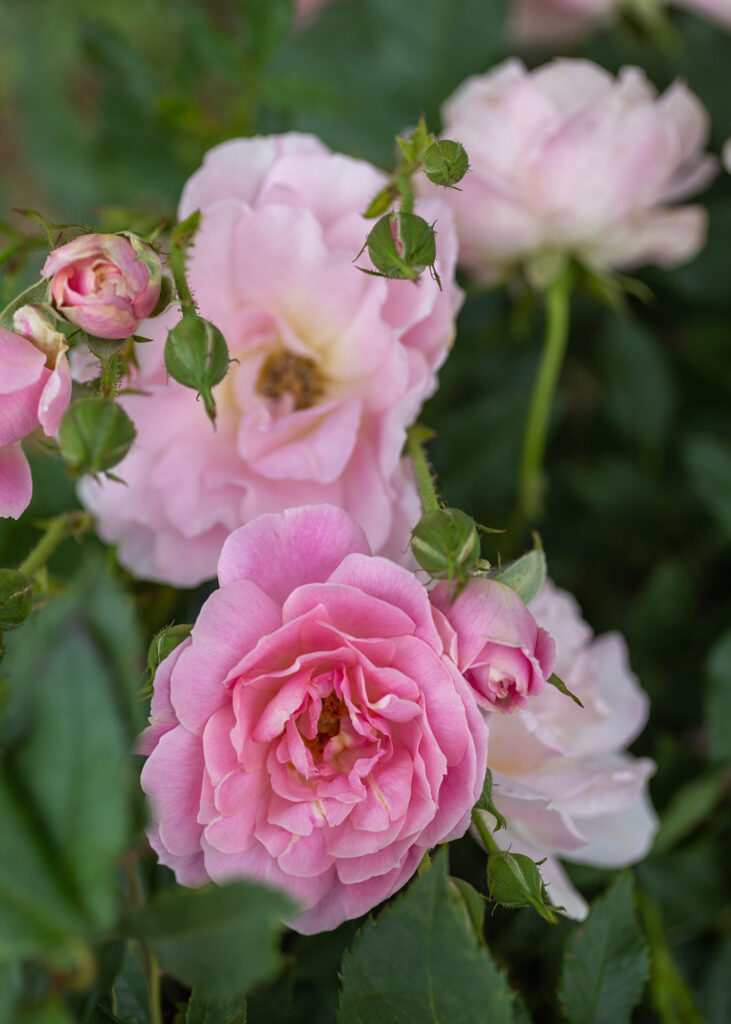 Great-Great Grandma's Pink Rose Bush