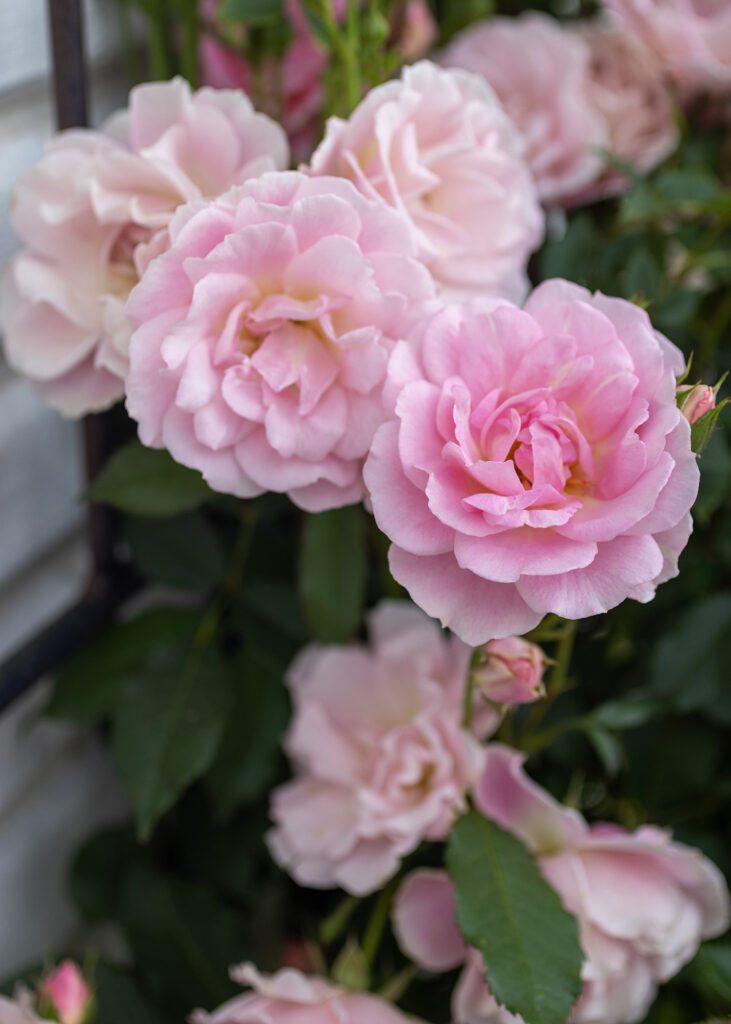 Old Fashioned Pink Roses