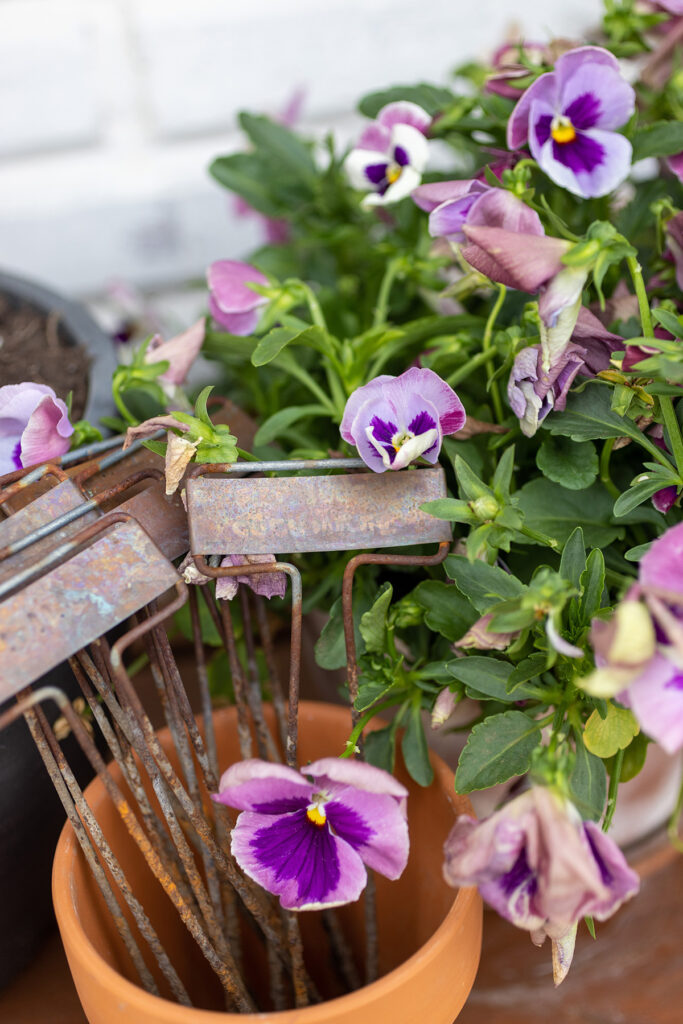 Terrra Cotta + Pansies + Garden Markers