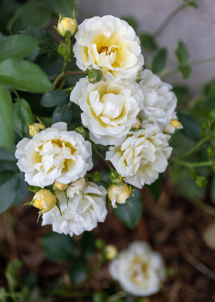 White-Yellow Roses