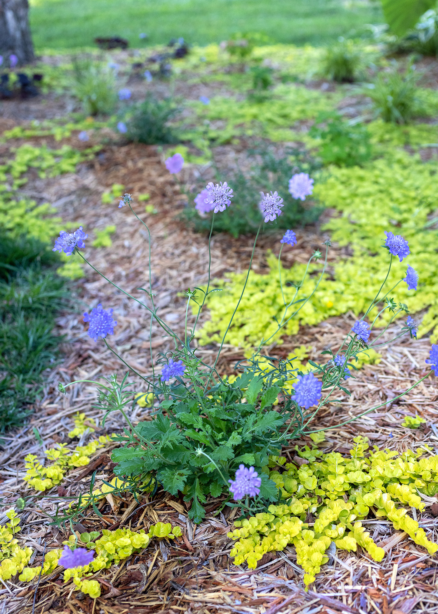 Scabiosa /Pincushion Flower