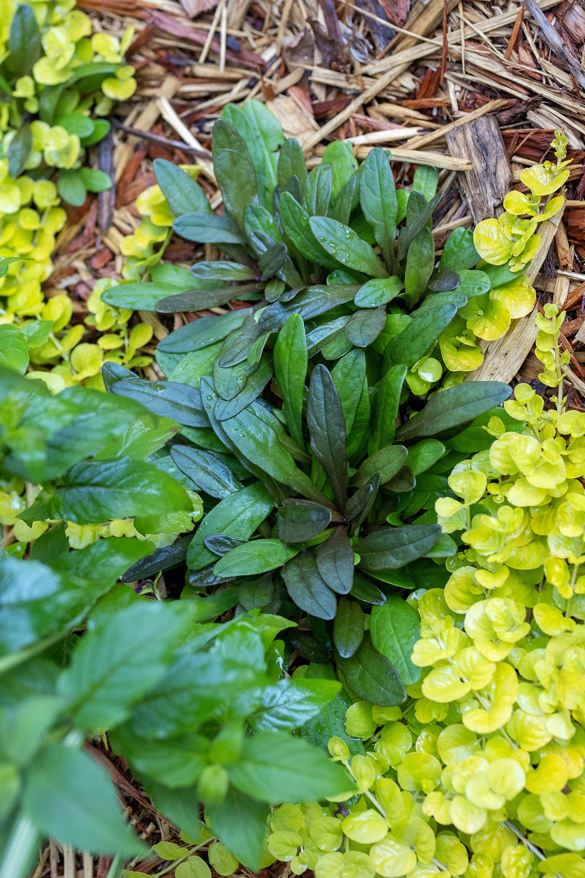 Ajuga / Bugleweed + Moneywart / Creeping Jenny