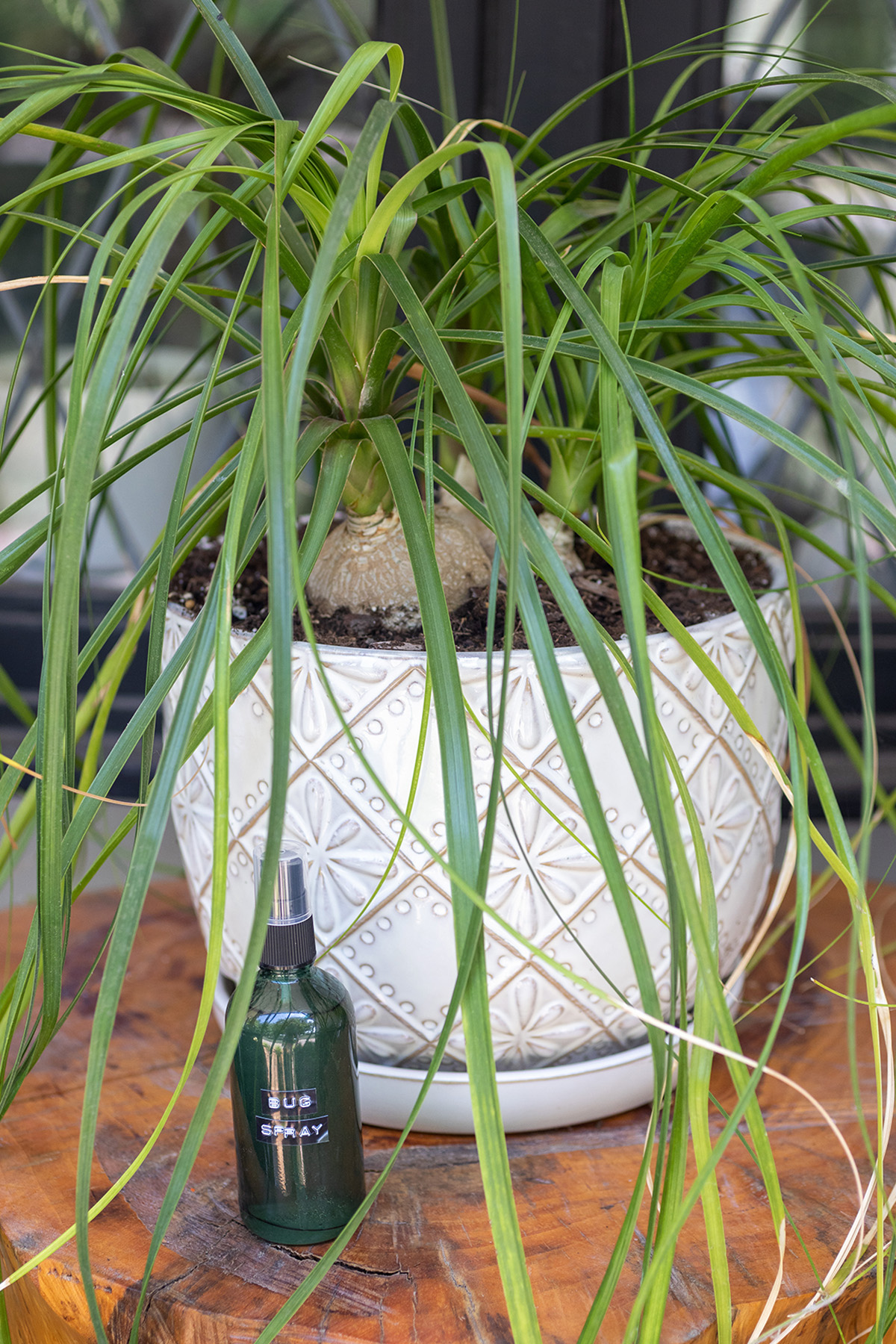 Essential Oil Bug Spray