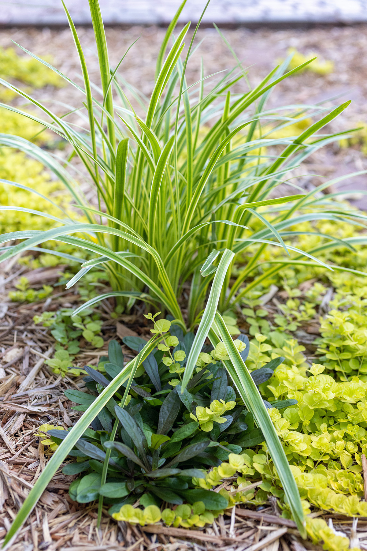 Flower Bed Easy Grow Plants