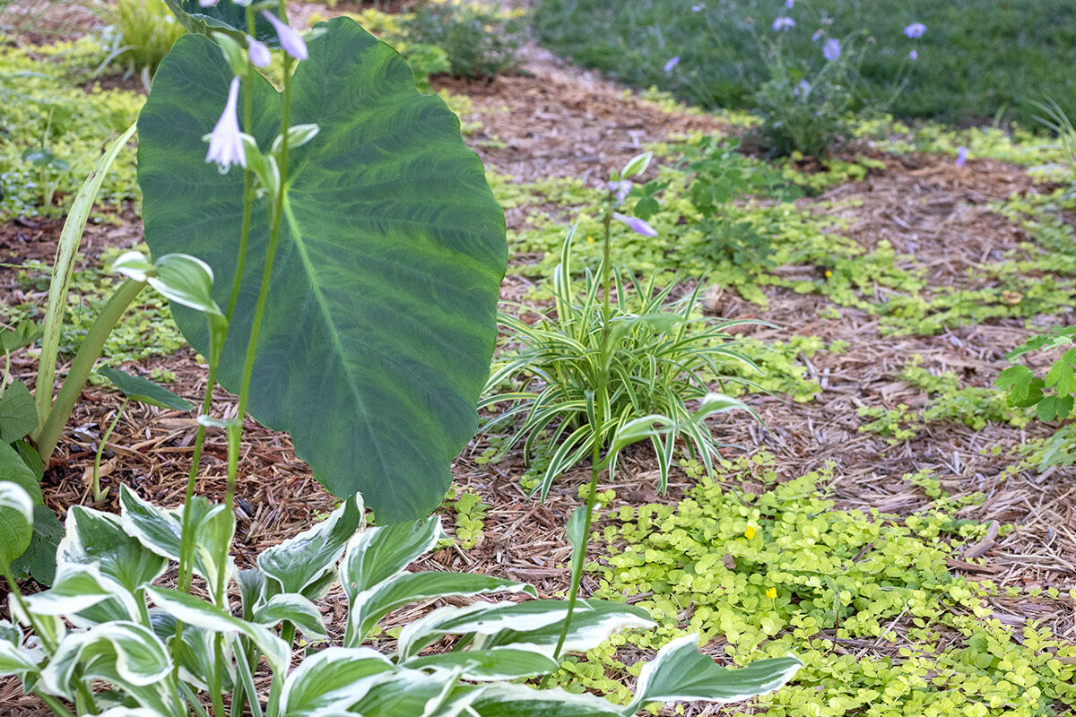 Front Flowerbed Ground Cover