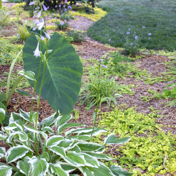 Front Flowerbed Ground Cover