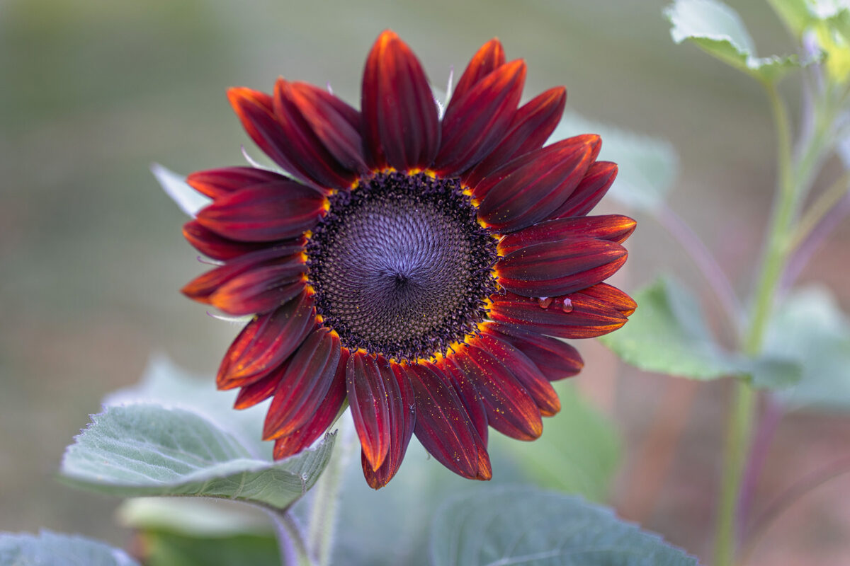 Chocolate Cherry Sunflower Bloom