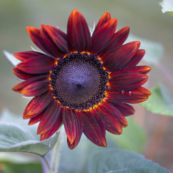 Chocolate Cherry Sunflower Bloom