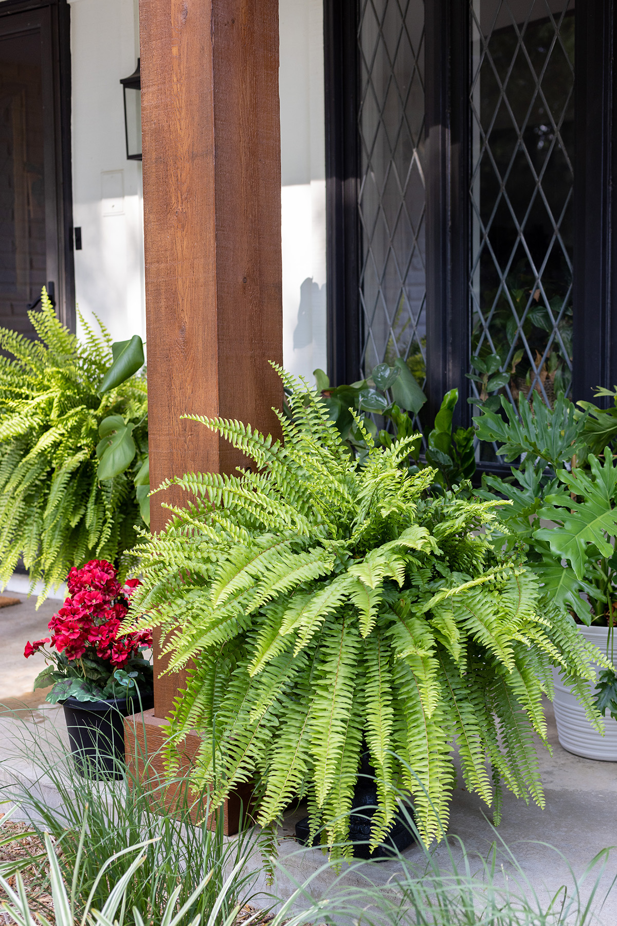 ChristyB | Summer Porch Ferns