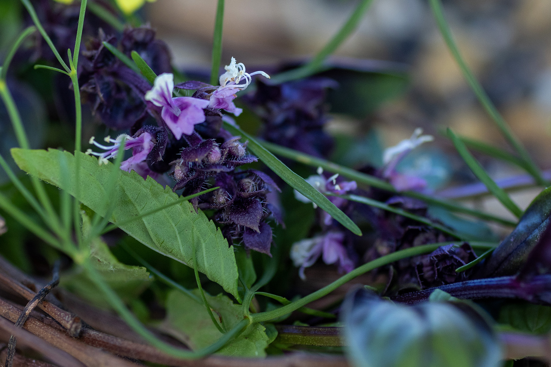 Grapevine Bird Feeder Oregano Blooms