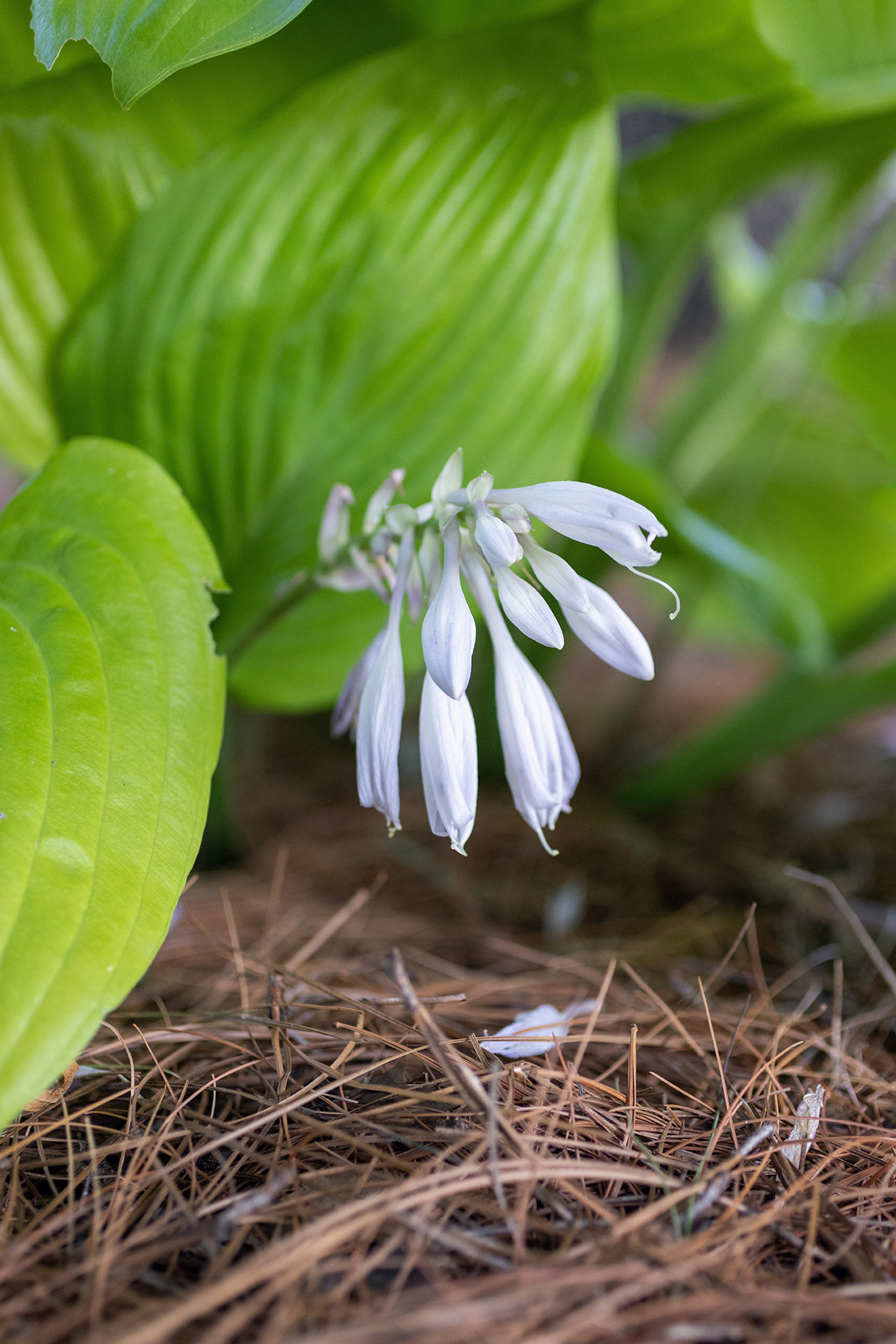 Hosts Flowers