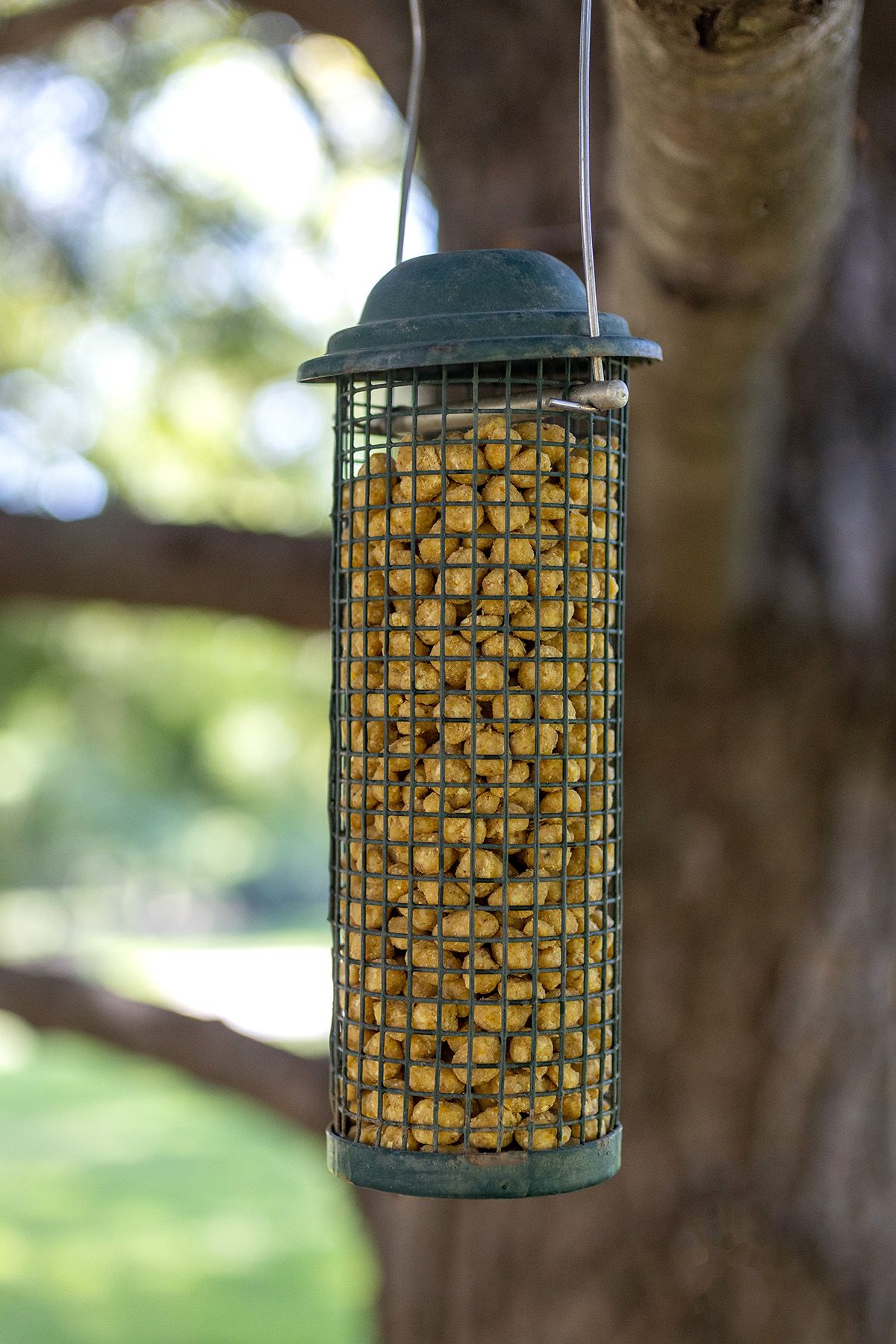 Outdoor Pine Tree Sitting Area Bird Feeder