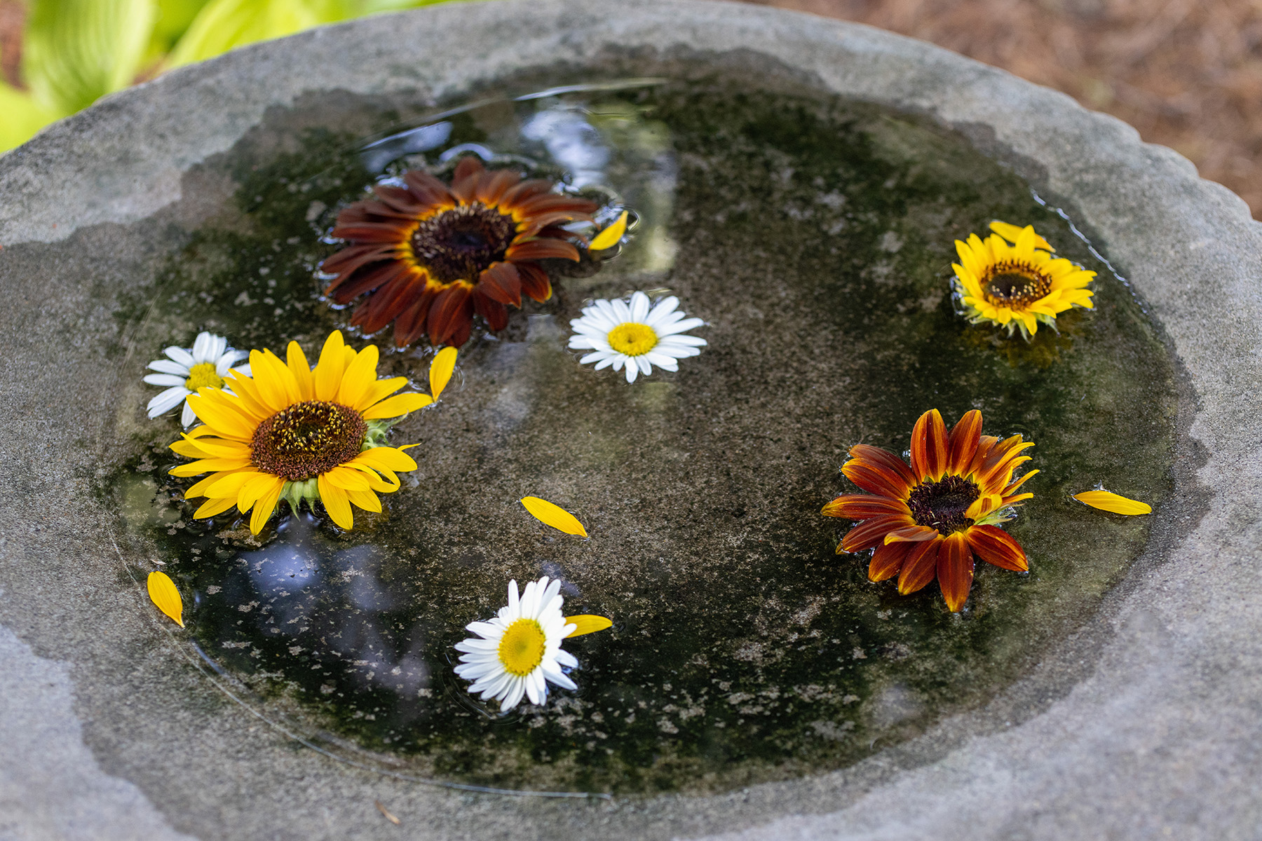 Outdoor Sitting Area Bird Bath Flowers