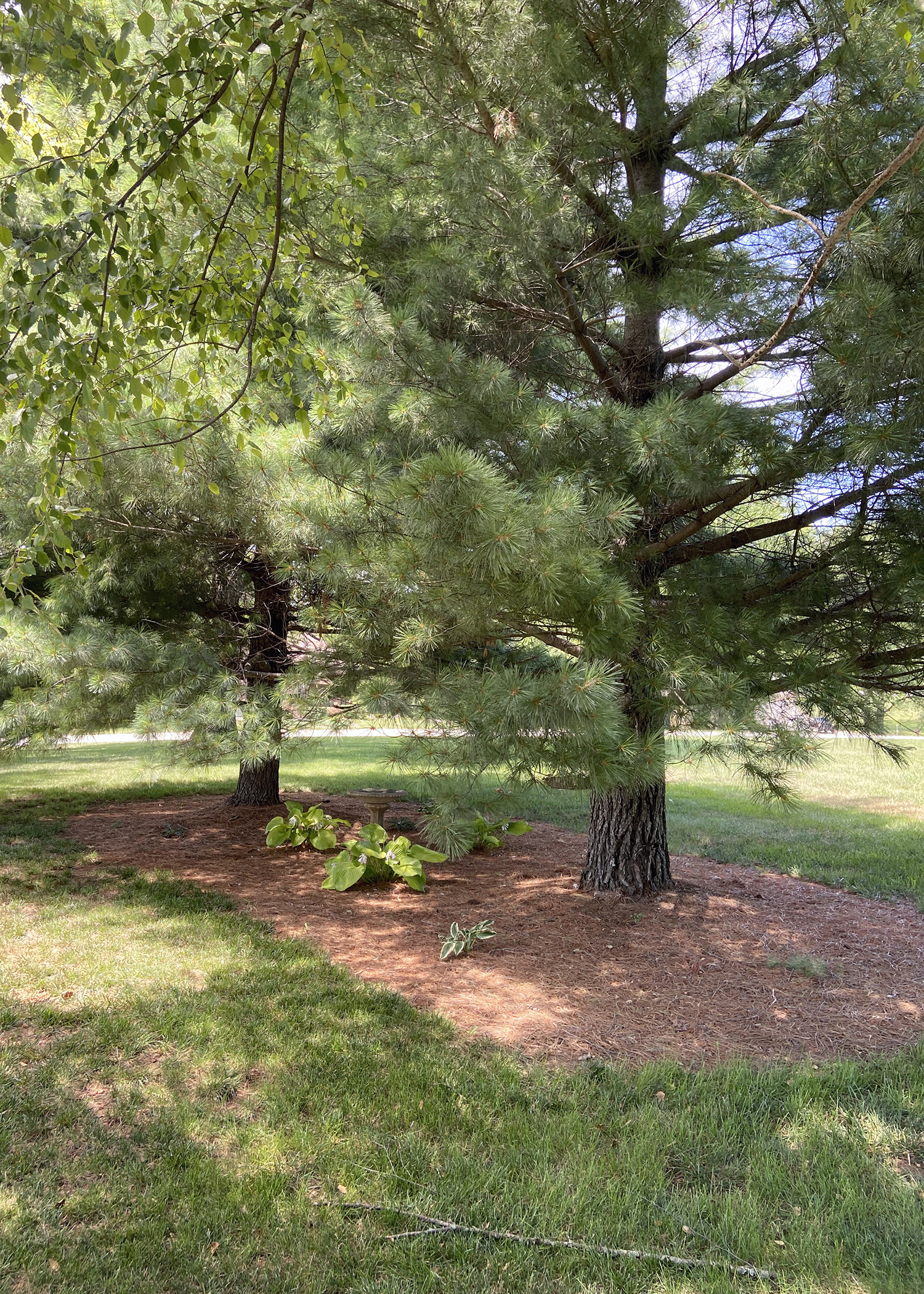 Pine Tree Hosta Garden Before